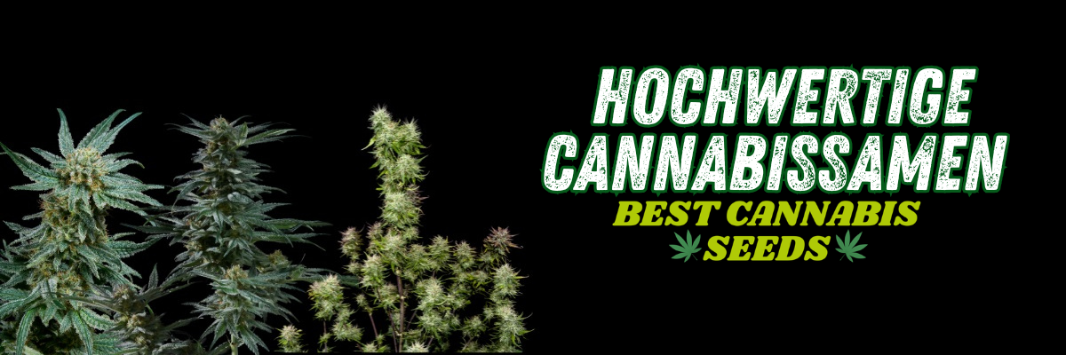 cannabissamen